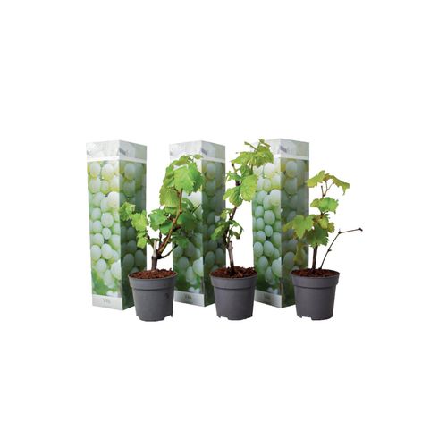 7428470613040 - Plant in a Box - Traubenpflanze - 3 Stk - Vitis vinifera Chardonnay - Höhe 25-40cm - Topf 9cm 7428470613040 - Plant in a Box - Traubenpflanze - 3 Stk - Vitis vinifera Chardonnay - Höhe 25-40cm - Topf 9cm