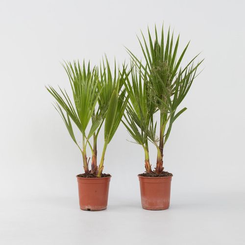 7442924131140 - Plant in a Box - Mexikanische Fächerpalme - 2 Stk - Washingtonia robusta - Höhe 50-60cm - Topf 15cm