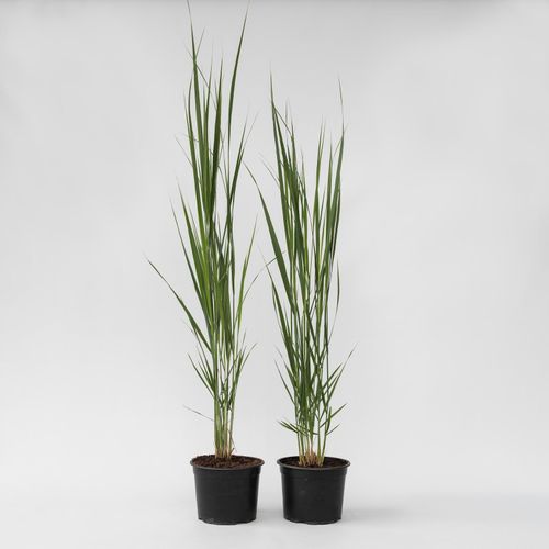 7428477183775 - Plant in a Box - Fingergras - 2 Stk - Panicum virgatum Northwind - Höhe 40-60cm - Topf 23cm 7428477183775 - Plant in a Box - Fingergras - 2 Stk - Panicum virgatum Northwind - Höhe 40-60cm - Topf 23cm