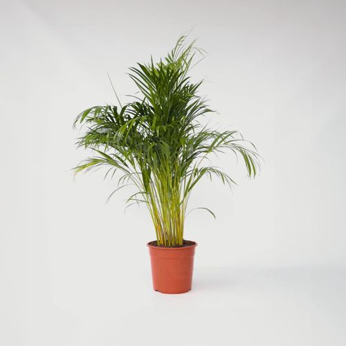 7428473619872 - Plant in a Box - Goldfruchtpalme - Dypsis lutescens - Höhe 140-150cm - Topf 27cm 7428473619872 - Plant in a Box - Goldfruchtpalme - Dypsis lutescens - Höhe 140-150cm - Topf 27cm