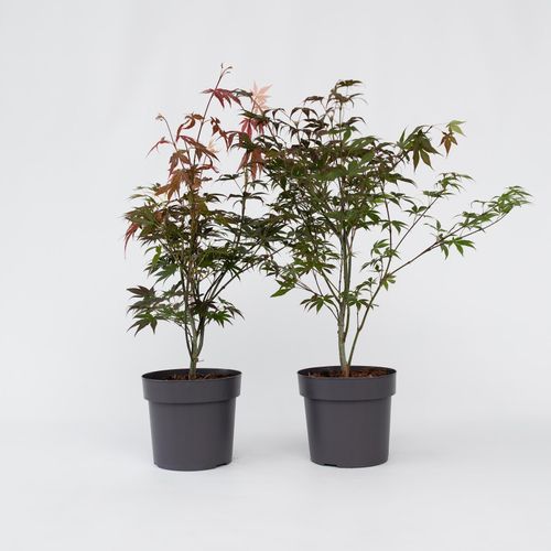 7442924132154 - Plant in a Box - Japanischer Ahorn - 2 Stk - Acer palmatum Atropurpureum - Höhe 60-70cm - Topf 19cm