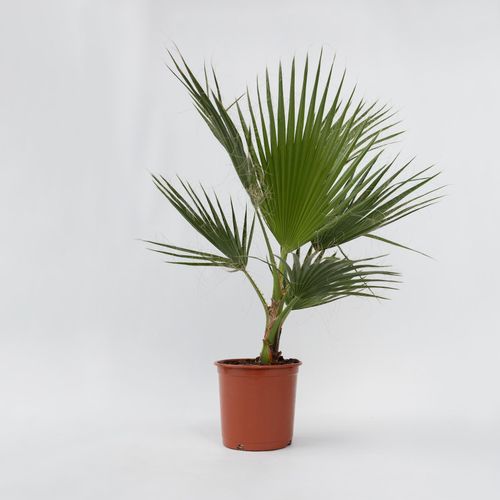 7428476102944 - Plant in a Box - Mexikanische Fächerpalme - 2 Stk - Washingtonia robusta - Höhe 70-90cm - Topf 21cm 7428476102944 - Plant in a Box - Mexikanische Fächerpalme - 2 Stk - Washingtonia robusta - Höhe 70-90cm - Topf 21cm