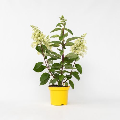 6097252784707 - Plant in a Box - Hortensie - Hydrangea paniculata Candlelight - Höhe 25-40cm - Topf 19cm 6097252784707 - Plant in a Box - Hortensie - Hydrangea paniculata Candlelight - Höhe 25-40cm - Topf 19cm