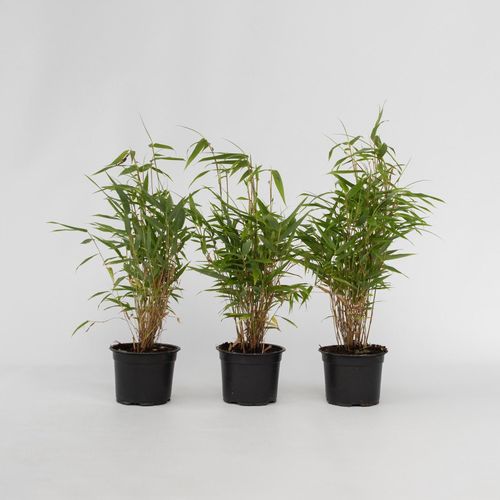 7442924137142 - Plant in a Box - Bambus - 3 Stk - Fargesia rufa - Höhe 25-40cm - Topf 13cm