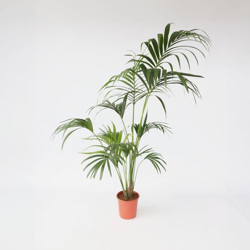 7428475882359 - Plant in a Box - Kentia Palme - Howea forsteriana - Höhe 150-170cm - Topf 24cm 7428475882359 - Plant in a Box - Kentia Palme - Howea forsteriana - Höhe 150-170cm - Topf 24cm