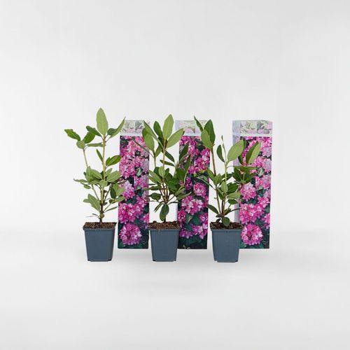 6097223420443 - Plant in a Box - Rhododendren - 3 Stk - Rhododendron roseum elegans pink - Höhe 25-40cm - Topf 9cm 6097223420443 - Plant in a Box - Rhododendren - 3 Stk - Rhododendron roseum elegans pink - Höhe 25-40cm - Topf 9cm