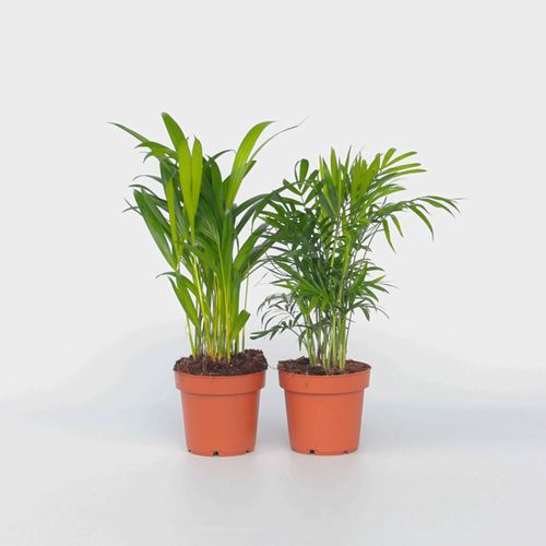 7428472895857 - Plant in a Box - Kleine Zimmerpalmen - 4 Stk - Dypsis Chamaedorea - Höhe 25-40cm - Topf 12cm 7428472895857 - Plant in a Box - Kleine Zimmerpalmen - 4 Stk - Dypsis Chamaedorea - Höhe 25-40cm - Topf 12cm
