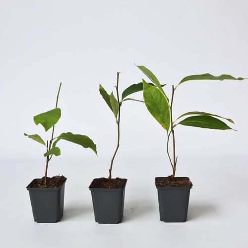 7428478327567 - Plant in a Box - Magnolie - 3 Stk - Magnolia - Höhe 25-40cm - Topf 9cm 7428478327567 - Plant in a Box - Magnolie - 3 Stk - Magnolia - Höhe 25-40cm - Topf 9cm
