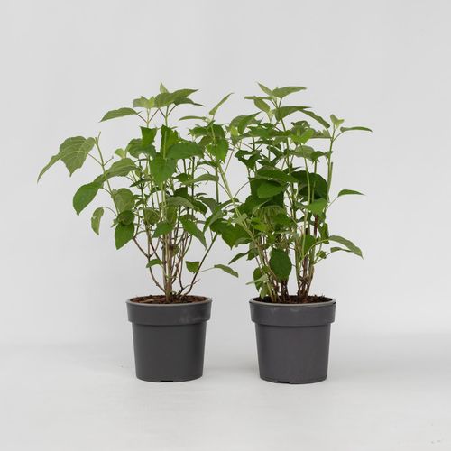 7428474148869 - Plant in a Box - Hortensie - 2 Stk - Hydrangea Strong Annabelle - Höhe 30-40cm - Topf 19cm