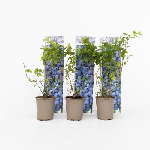 7442924146137 - Plant in a Box - Blaubeere - 3 Stk - Vaccinium corymbosum Sunshine Blue - Höhe 25-40cm - Topf 9cm 7442924146137 - Plant in a Box - Blaubeere - 3 Stk - Vaccinium corymbosum Sunshine Blue - Höhe 25-40cm - Topf 9cm
