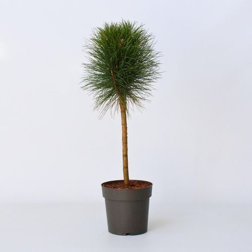 7428478663023 - Plant in a Box - Pinie - Pinus Summer Breeze - Höhe 70-80cm - Topf 24cm 7428478663023 - Plant in a Box - Pinie - Pinus Summer Breeze - Höhe 70-80cm - Topf 24cm