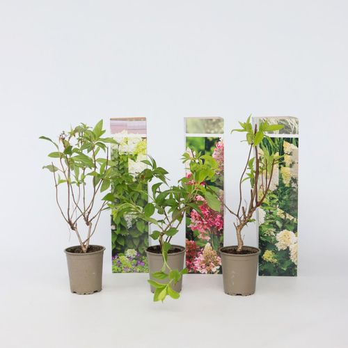 7428477590139 - Plant in a Box - Hortensie - 3 Stk - Hortensia paniculata - Höhe 25-35cm - Topf 9cm 7428477590139 - Plant in a Box - Hortensie - 3 Stk - Hortensia paniculata - Höhe 25-35cm - Topf 9cm