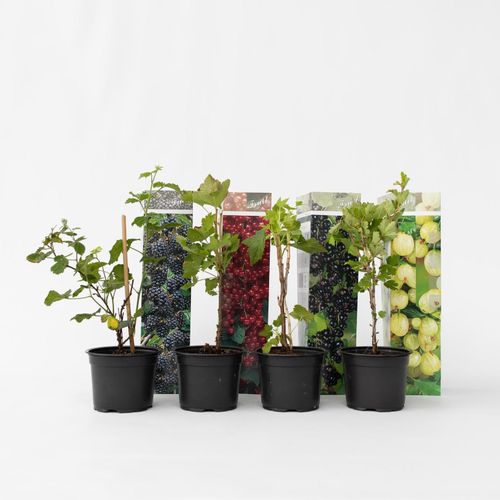 7428479112339 - Plant in a Box - Beerenpflanzen - 8 Stk - Rubus rubrum Uva Fructosus - Höhe 25-40cm - Topf 9cm 7428479112339 - Plant in a Box - Beerenpflanzen - 8 Stk - Rubus rubrum Uva Fructosus - Höhe 25-40cm - Topf 9cm