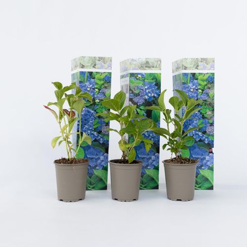 7428474024989 - Plant in a Box - Hortensie - 6 Stk - Hydrangea macrophylla Early Blue - Höhe 25-40cm - Topf 9cm 7428474024989 - Plant in a Box - Hortensie - 6 Stk - Hydrangea macrophylla Early Blue - Höhe 25-40cm - Topf 9cm