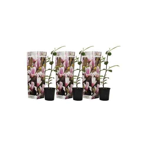 7428479667778 - Plant in a Box - Magnolie - 3 Stk - Magnolia Soulangea - Höhe 25-40cm - Topf 9cm