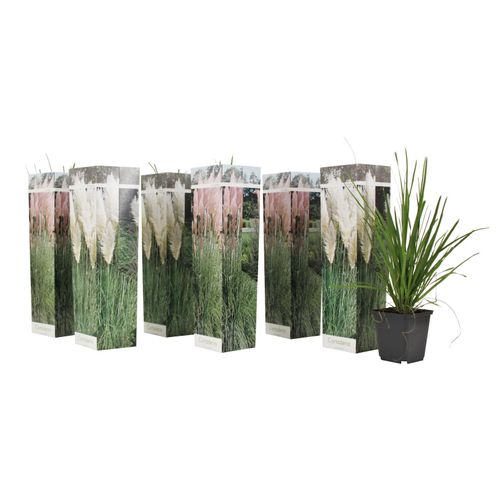 7428478449580 - Plant in a Box - Pampasgräser - 6 Stk - Cortaderia selloana - Höhe 25-40cm - Topf 9cm 7428478449580 - Plant in a Box - Pampasgräser - 6 Stk - Cortaderia selloana - Höhe 25-40cm - Topf 9cm