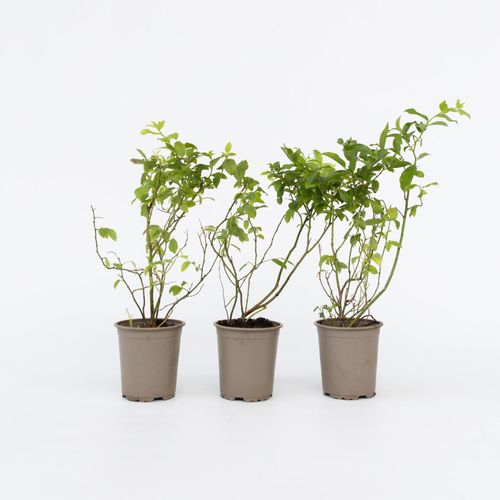 7428477862595 - Plant in a Box - Blaubeere - 6 Stk - Vaccinium corymbosum Sunshine Blue - Höhe 25-40cm - Topf 9cm