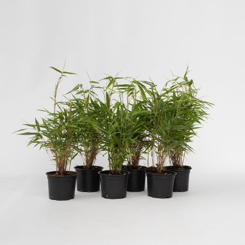 7428476772574 - Plant in a Box - Bambus - 6 Stk - Fargesia rufa - Höhe 25-40cm - Topf 13cm 7428476772574 - Plant in a Box - Bambus - 6 Stk - Fargesia rufa - Höhe 25-40cm - Topf 13cm
