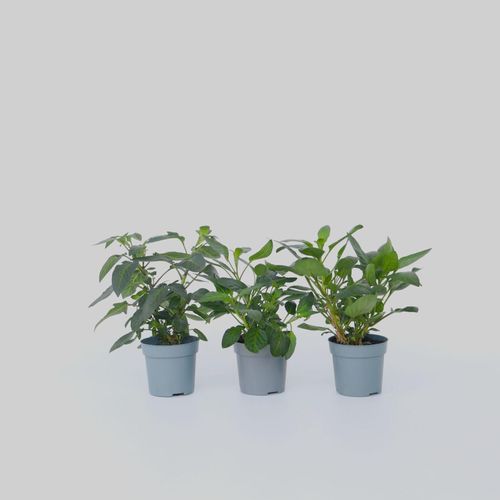 7428475794867 - Plant in a Box - Melonenbirne - 3 Stk - Solanum Muricatum Pepino gold - Höhe 25-40cm - Topf 9cm 7428475794867 - Plant in a Box - Melonenbirne - 3 Stk - Solanum Muricatum Pepino gold - Höhe 25-40cm - Topf 9cm