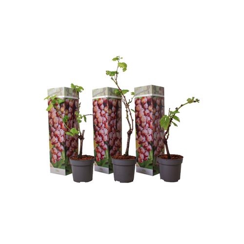 7428471593426 - Plant in a Box - Traubenpflanze - 3 Stk - Vitis vinifera pinot gris - Höhe 25-40cm - Topf 9cm