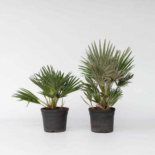 7428476292157 - Plant in a Box - Vulkan Zwergpalme - 2 Stk - Chamaerops Vulcano - Höhe 35-45cm - Topf 19cm