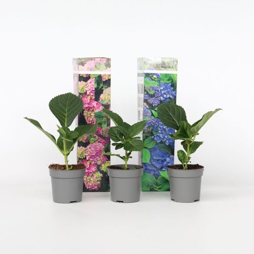 7428477117831 - Plant in a Box - Hortensie - 3 Stk - Hydrangea macrophylla - Höhe 25-40cm - Topf 9cm 7428477117831 - Plant in a Box - Hortensie - 3 Stk - Hydrangea macrophylla - Höhe 25-40cm - Topf 9cm