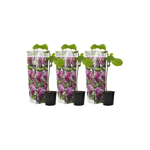 7428473103487 - Plant in a Box - Magnolie - 3 Stk - Magnolia Susan - Höhe 25-40cm - Topf 9cm 7428473103487 - Plant in a Box - Magnolie - 3 Stk - Magnolia Susan - Höhe 25-40cm - Topf 9cm