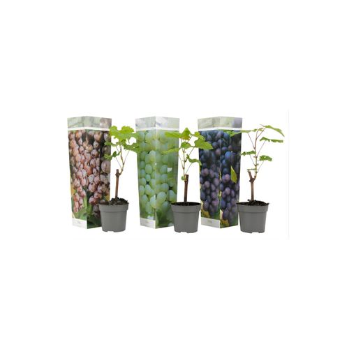 7442924151162 - Plant in a Box - Traubenpflanze - 3 Stk - Vitis vinifera - Höhe 25-40cm - Topf 9cm 7442924151162 - Plant in a Box - Traubenpflanze - 3 Stk - Vitis vinifera - Höhe 25-40cm - Topf 9cm