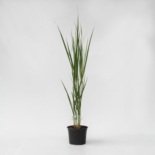 7442924140180 - Plant in a Box - Fingergras - Panicum virgatum Northwind - Höhe 40-60cm - Topf 23cm 7442924140180 - Plant in a Box - Fingergras - Panicum virgatum Northwind - Höhe 40-60cm - Topf 23cm