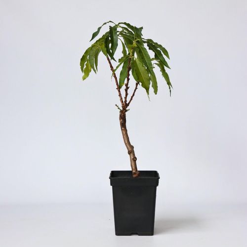 7442924147158 - Plant in a Box - Pfirsichbaum - Prunus Bonanza - Höhe 60-70cm - Topf 15cm 7442924147158 - Plant in a Box - Pfirsichbaum - Prunus Bonanza - Höhe 60-70cm - Topf 15cm