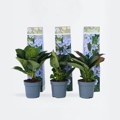 7428473914755 - Plant in a Box - Hortensie - 3 Stk - Hydrangea macrophylla teller Nizza - Höhe 25-40cm - Topf 9cm 7428473914755 - Plant in a Box - Hortensie - 3 Stk - Hydrangea macrophylla teller Nizza - Höhe 25-40cm - Topf 9cm