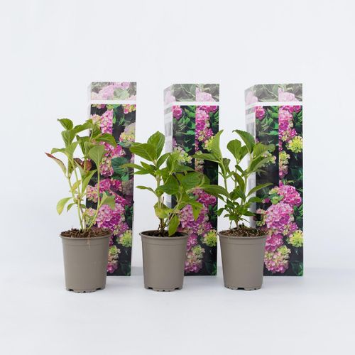 7428479271852 - Plant in a Box - Hortensie - 3 Stk - Hydrangea macrophylla Early Pink - Höhe 25-40cm - Topf 9cm 7428479271852 - Plant in a Box - Hortensie - 3 Stk - Hydrangea macrophylla Early Pink - Höhe 25-40cm - Topf 9cm