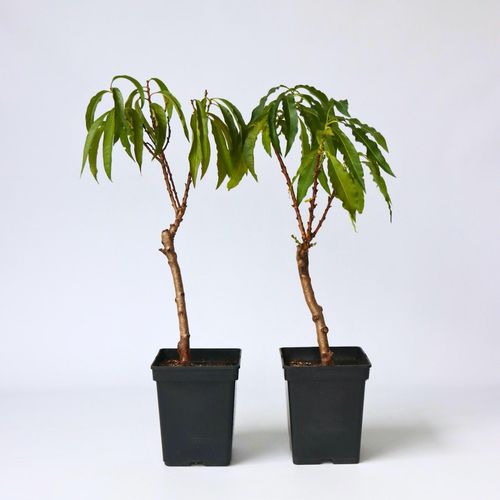 7428477621321 - Plant in a Box - Pfirsichbaum - 2 Stk - Prunus Bonanza - Höhe 60-70cm - Topf 15cm 7428477621321 - Plant in a Box - Pfirsichbaum - 2 Stk - Prunus Bonanza - Höhe 60-70cm - Topf 15cm