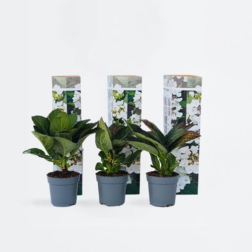 7428476819743 - Plant in a Box - Hortensie - 6 Stk - Hydrangea macrophylla teller Benxi - Höhe 25-40cm - Topf 9cm 7428476819743 - Plant in a Box - Hortensie - 6 Stk - Hydrangea macrophylla teller Benxi - Höhe 25-40cm - Topf 9cm