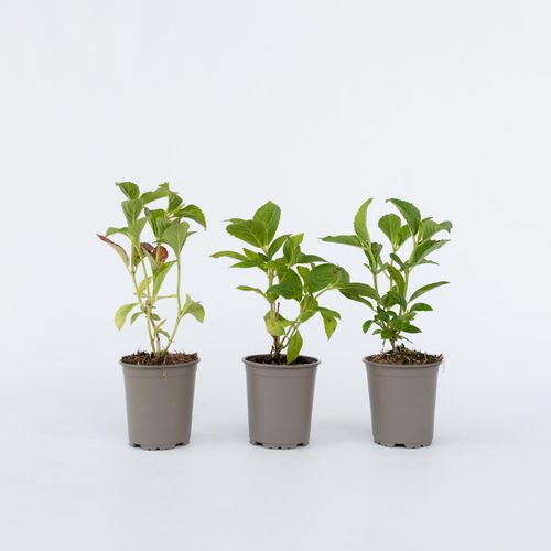7428473305638 - Plant in a Box - Hortensie - 6 Stk - Hydrangea macrophylla Wudu - Höhe 25-40cm - Topf 9cm 7428473305638 - Plant in a Box - Hortensie - 6 Stk - Hydrangea macrophylla Wudu - Höhe 25-40cm - Topf 9cm