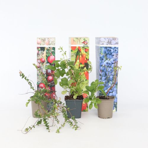 7428475017553 - Plant in a Box - Mischung Obstbüsche - 6 Stk - Actinidia Vaccinium - Höhe 25-40cm - Topf 9cm 7428475017553 - Plant in a Box - Mischung Obstbüsche - 6 Stk - Actinidia Vaccinium - Höhe 25-40cm - Topf 9cm