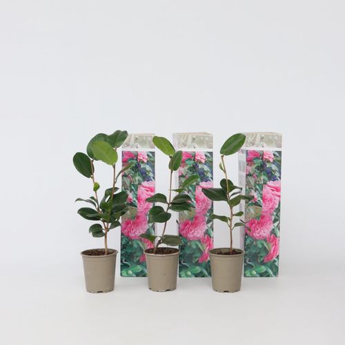 7428473135099 - Plant in a Box - Japanische Rose - 3 Stk - Camellia japonica Bonomiana - Höhe 25-40cm - Topf 9cm 7428473135099 - Plant in a Box - Japanische Rose - 3 Stk - Camellia japonica Bonomiana - Höhe 25-40cm - Topf 9cm