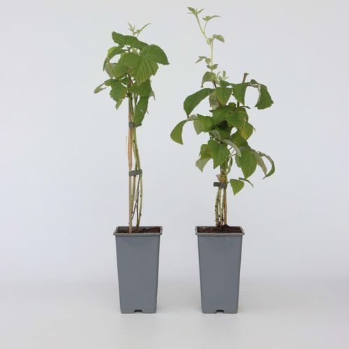 6097234226294 - Plant in a Box - Himbeerpflanze - 2 Stk - Rubus idaeus Malling Promise - Höhe 50-60cm - Topf 15cm 6097234226294 - Plant in a Box - Himbeerpflanze - 2 Stk - Rubus idaeus Malling Promise - Höhe 50-60cm - Topf 15cm