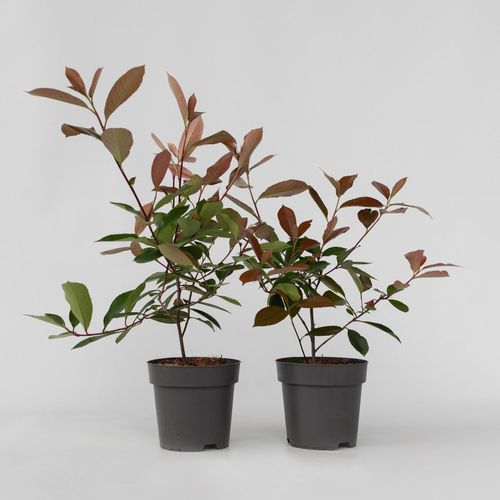 7428477168734 - Plant in a Box - Glanzmispel - 6 Stk - Photinia fraseri Red Robin - Höhe 30-40cm - Topf 17cm 7428477168734 - Plant in a Box - Glanzmispel - 6 Stk - Photinia fraseri Red Robin - Höhe 30-40cm - Topf 17cm