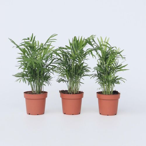 7442924133199 - Plant in a Box - Bergpalme - 3 Stk - Chamaedorea elegans - Höhe 30-40cm - Topf 12cm 7442924133199 - Plant in a Box - Bergpalme - 3 Stk - Chamaedorea elegans - Höhe 30-40cm - Topf 12cm