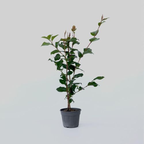 7428471026672 - Plant in a Box - Japanische Rose - Camellia japonica Dr King - Höhe 50-60cm - Topf 15cm