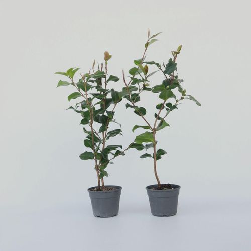 7428474138181 - Plant in a Box - Japanische Rose - 2 Stk - Camellia japonica Dr King - Höhe 50-60cm - Topf 15cm 7428474138181 - Plant in a Box - Japanische Rose - 2 Stk - Camellia japonica Dr King - Höhe 50-60cm - Topf 15cm