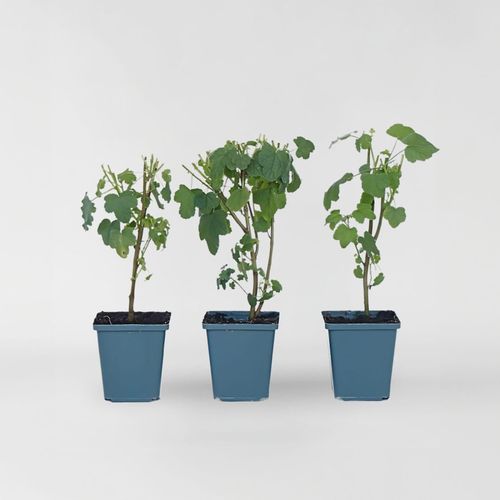 6097224050021 - Plant in a Box - Kapmalve - 3 Stk - Anisodontea capensis El Rayo - Höhe 25-40cm - Topf 9cm