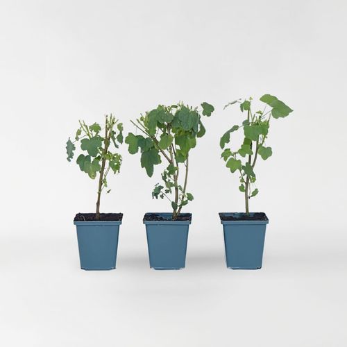 6097222870874 - Plant in a Box - Kapmalve - 6 Stk - Anisodontea capensis El Rayo - Höhe 25-40cm - Topf 9cm 6097222870874 - Plant in a Box - Kapmalve - 6 Stk - Anisodontea capensis El Rayo - Höhe 25-40cm - Topf 9cm