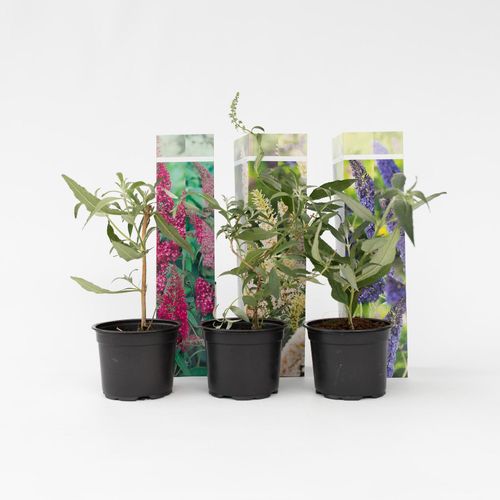 7428477435324 - Plant in a Box - Schmetterlingsfliedern - 6 Stk - Buddleja davidii - Höhe 25-40cm - Topf 9cm 7428477435324 - Plant in a Box - Schmetterlingsfliedern - 6 Stk - Buddleja davidii - Höhe 25-40cm - Topf 9cm