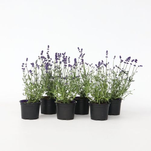 7428475475520 - Plant in a Box - Lavendelpflanzen - 12 Stk - Lavandula angustifolia - Höhe 10-15cm - Topf 11cm