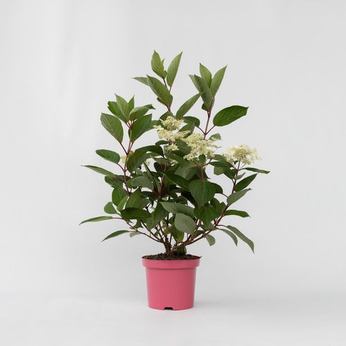 6097225091054 - Plant in a Box - Hortensie - Hydrangea paniculata Early Harry - Höhe 25-40cm - Topf 19cm 6097225091054 - Plant in a Box - Hortensie - Hydrangea paniculata Early Harry - Höhe 25-40cm - Topf 19cm