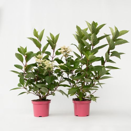 6097235349374 - Plant in a Box - Hortensie - 2 Stk - Hydrangea paniculata Early Harry - Höhe 25-40cm - Topf 19cm 6097235349374 - Plant in a Box - Hortensie - 2 Stk - Hydrangea paniculata Early Harry - Höhe 25-40cm - Topf 19cm
