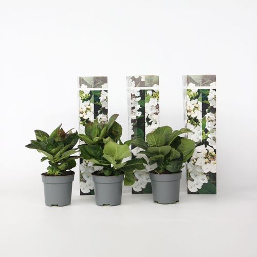 7428476716318 - Plant in a Box - Hortensie - 3 Stk - Hydrangea macrophylla teller Benxi - Höhe 25-40cm - Topf 9cm 7428476716318 - Plant in a Box - Hortensie - 3 Stk - Hydrangea macrophylla teller Benxi - Höhe 25-40cm - Topf 9cm