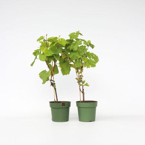 6097243990995 - Plant in a Box - Traubenpflanzen - 2 Stk - Vitis ‘Himrod’ Vitis ‘Vanessa’ - Höhe 60-75cm - Topf 21cm 6097243990995 - Plant in a Box - Traubenpflanzen - 2 Stk - Vitis ‘Himrod’ Vitis ‘Vanessa’ - Höhe 60-75cm - Topf 21cm
